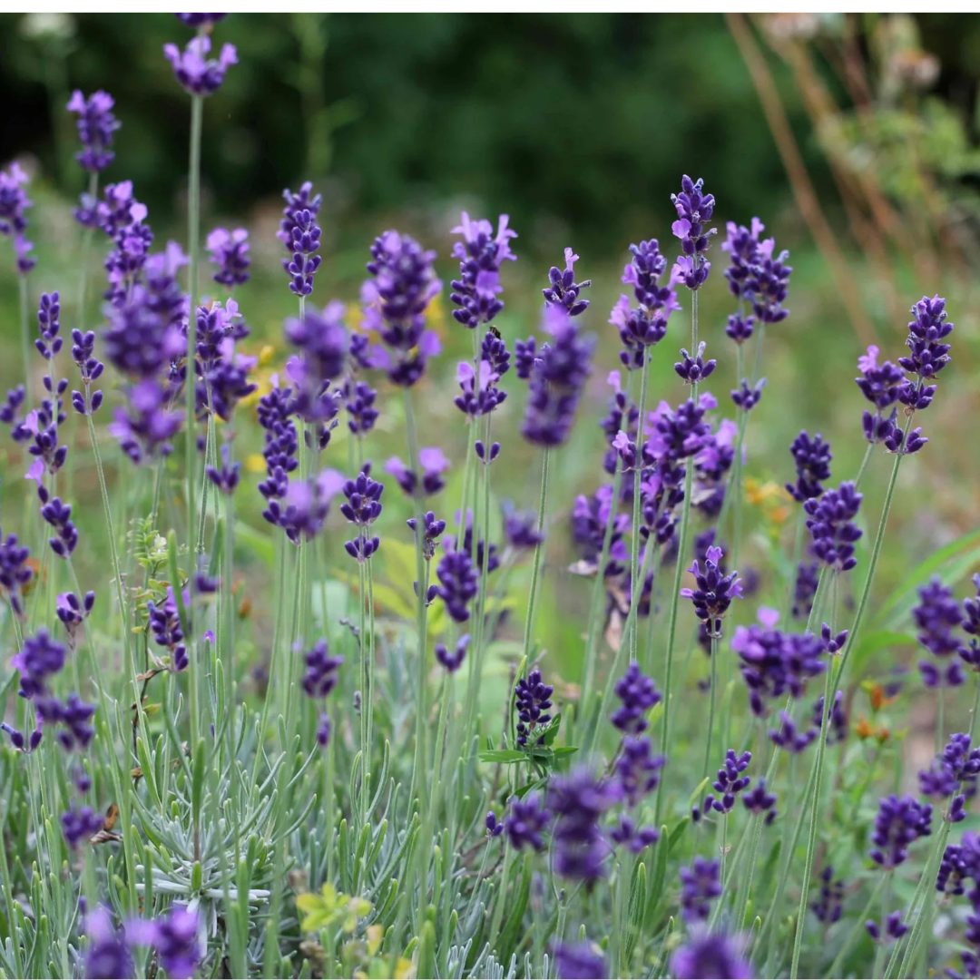 Summer Nights Lavender Body Oil | Made in Canada