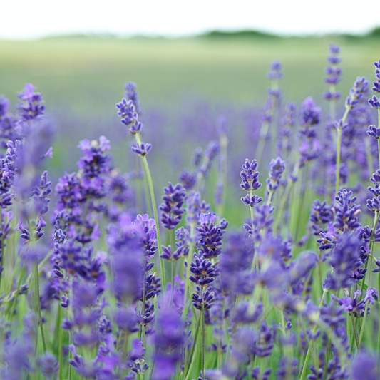 Summer Night’s Lavender Hand & Body Cream | Made in Canada