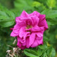 Rose Body Oil