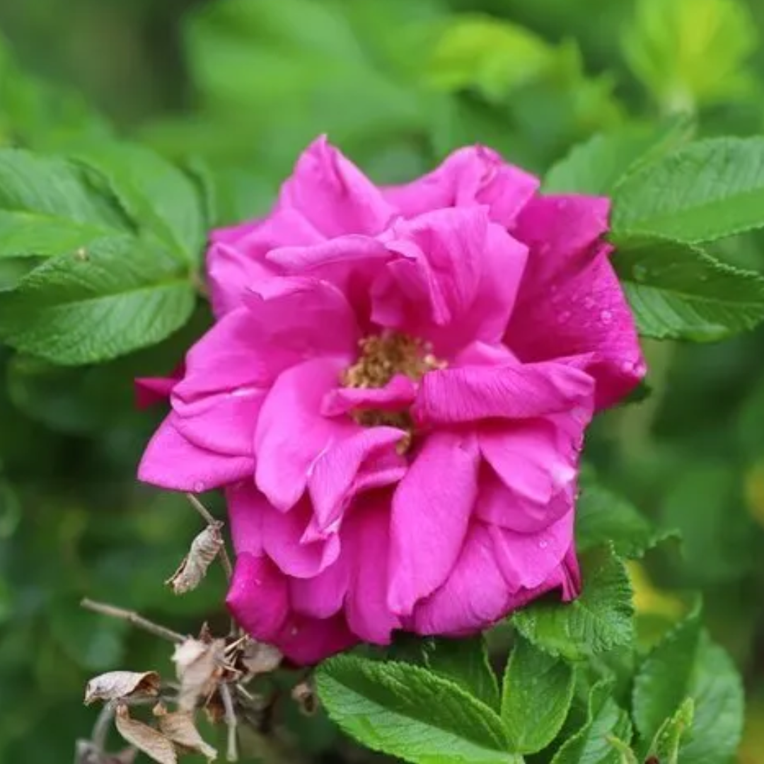 Rose Body Oil