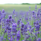 Summer Night’s Lavender Hand & Body Cream